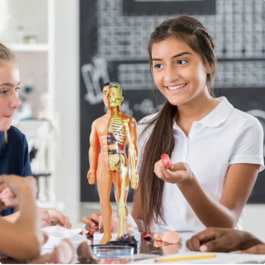 Bildungs-Anatomiemodell für Kinder - Interaktives 3D-Lernen mit 30 Teilen 0