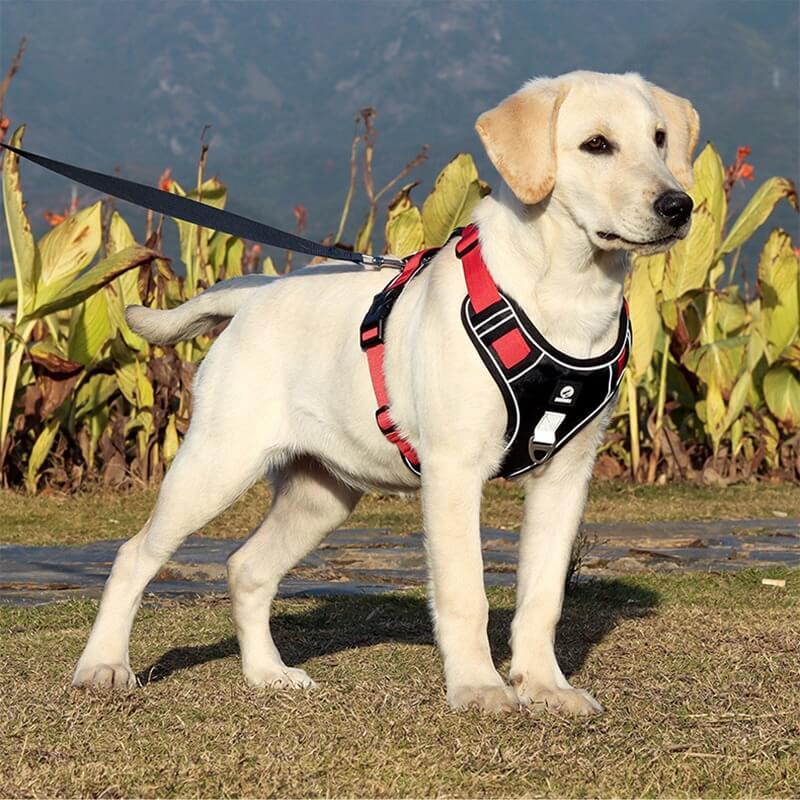 Hundegeschirr Gepolstert Mit Verstellbaren Trägern Und Reflektierenden Streifen 1