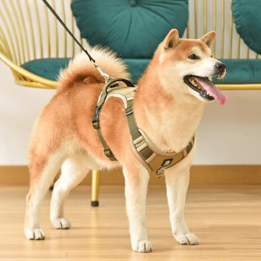 Hundegeschirr Gepolstert Mit Verstellbaren Trägern Und Reflektierenden Streifen 4