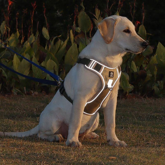 Hundegeschirr Gepolstert Mit Verstellbaren Trägern Und Reflektierenden Streifen 5